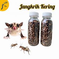 Jual Jangkrik Pakan Burung Terdekat